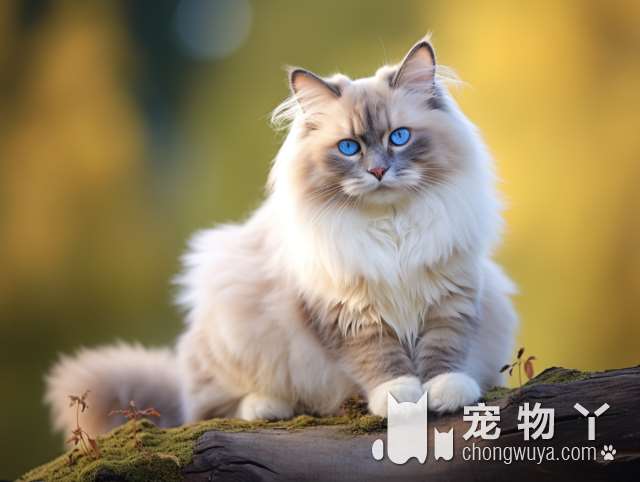 谁能抵挡米乐乖乖宠物生活馆猫舍里可爱的小猫呢?