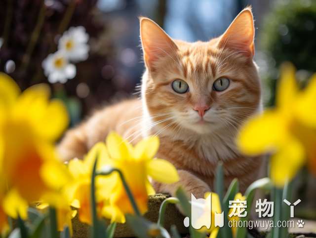 DALI PETS的猫咪寄养间有多好？一探究竟!